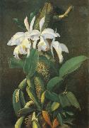 Orquideas unknow artist